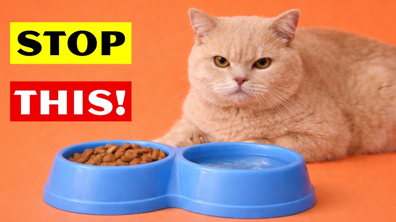 10 Things That Break Your Cat's Heart