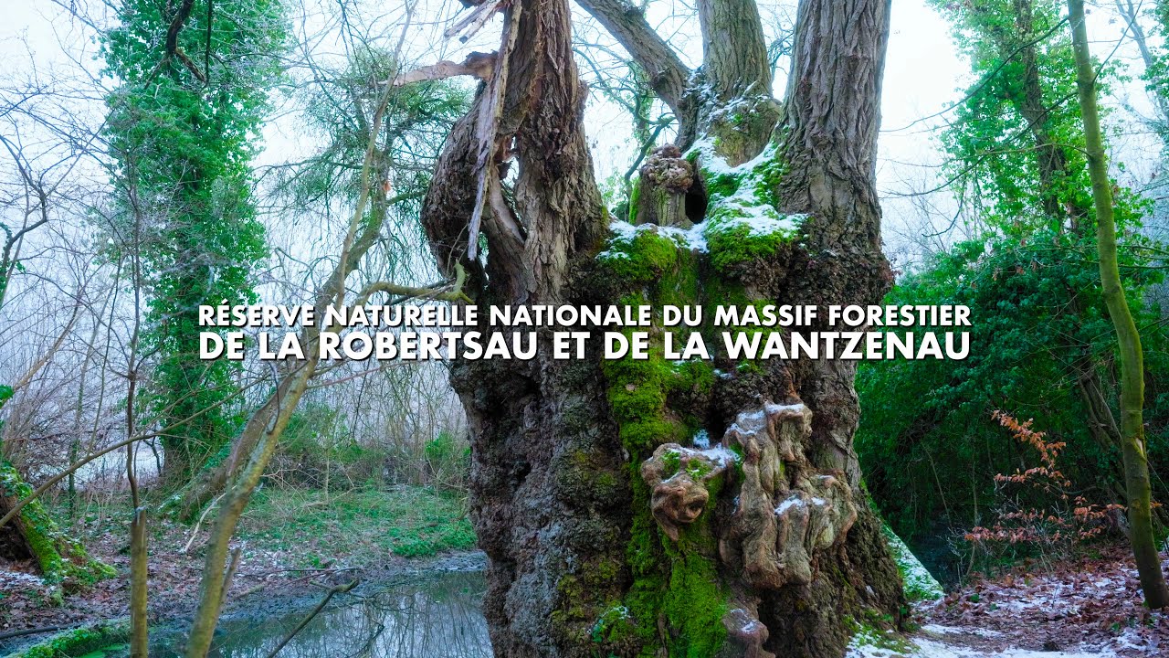 Réserve Naturelle Nationale du massif forestier de la Robertsau et de La Wantzenau