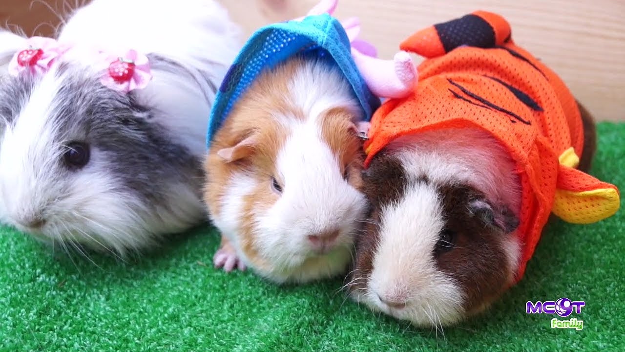 วิธีการดูแลแกสบี้เวลาตั้งครรภ์ (28 พ.ค.60) PET society | MCOT Family