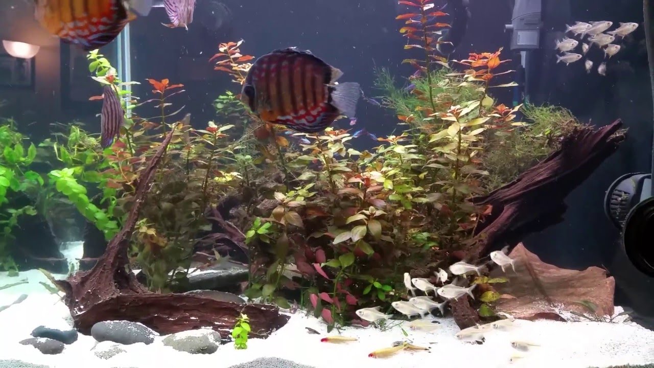 Lemon tetra school