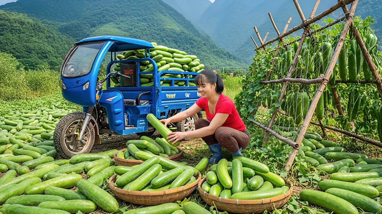 Rewind Timelapse -- Harvesting Huge Green Squash - Moving To Market To SELL By 3-Wheeled Truck