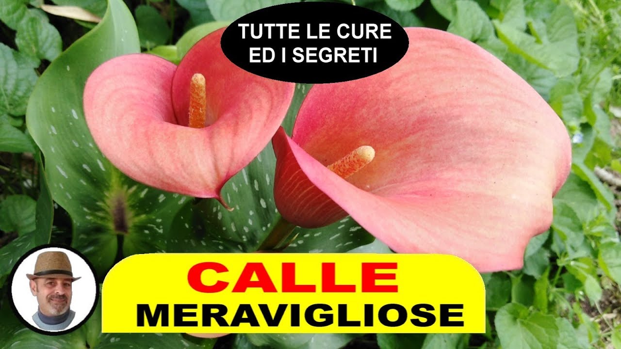 CALLE MERAVIGLIOSE TRUCCHI E SEGRETI