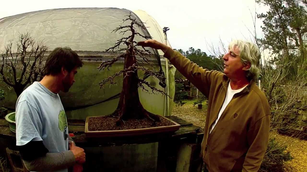 BAYOU YAMADORI | Collect Louisiana Hackberry | BONSAI HUNTERS #bayou #yamadori #bonsai