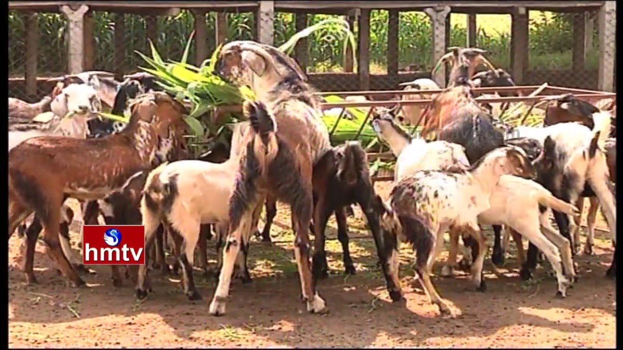Goats Farming By Mahender Reddy | Singappa Gudem in RR Dist | Nela Talli Weekend | HMTV