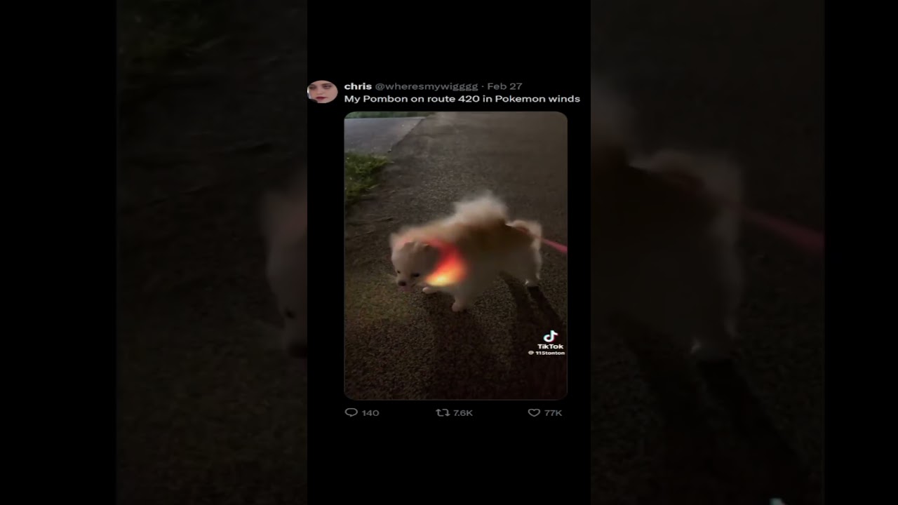 my pombon in pokemon winds