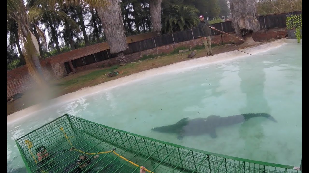 Diving with the crocs at Le Bonheur Crocodile Farm