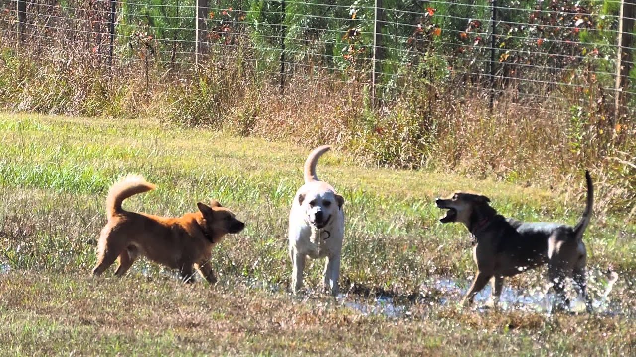 Formerly Chained Dogs are FREE!