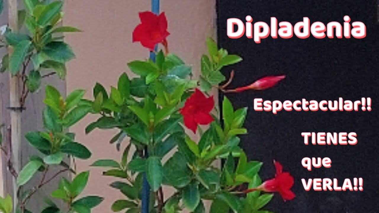 Cuidados ubicación  de Dipladenia o Mandevilla , ❤💚 que hacer con las ramas nuevas @Jardinsinfin
