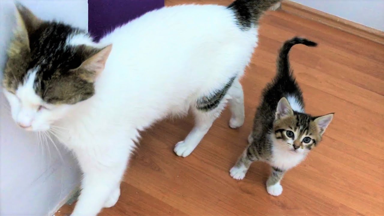 Anne Kedi Yavrusunu İstemiyor Yavru Kedi Miyavlayarak Annesini Takip Ediyor | Kedi Videoları | Kedio
