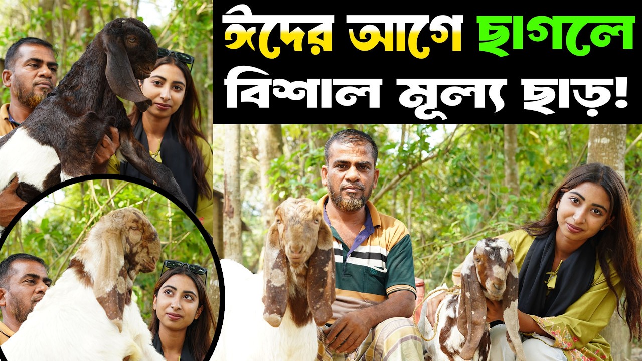 ঈদের আগে জিয়া ভাইয়ের ছাগলের খামারে বিশেষ মূল্যছাড়! তোতাপুরি,বিটল,হরিয়ানা ও ক্রস ছাগলের দাম জানুন