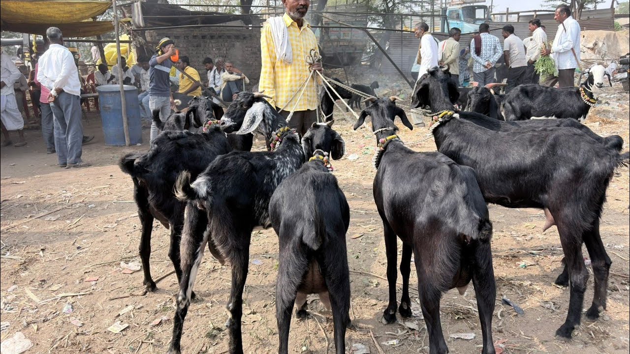 आजचा परभणी शेळी बाजार दि 5 फेब्रुवारी 2026 तालुका परभणी जिल्हा परभणी