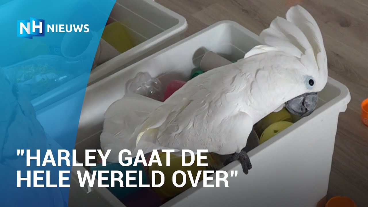 Harley de kaketoe is wereldberoemd