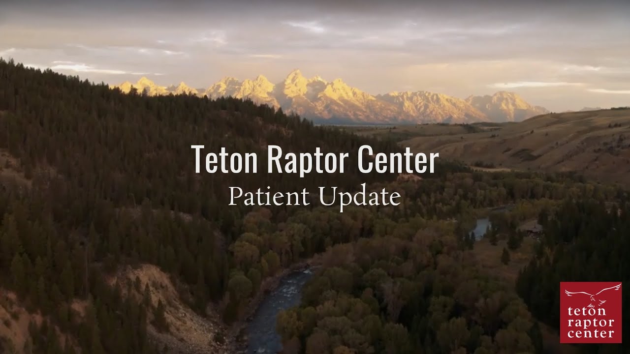 Patient Update 2-6-26