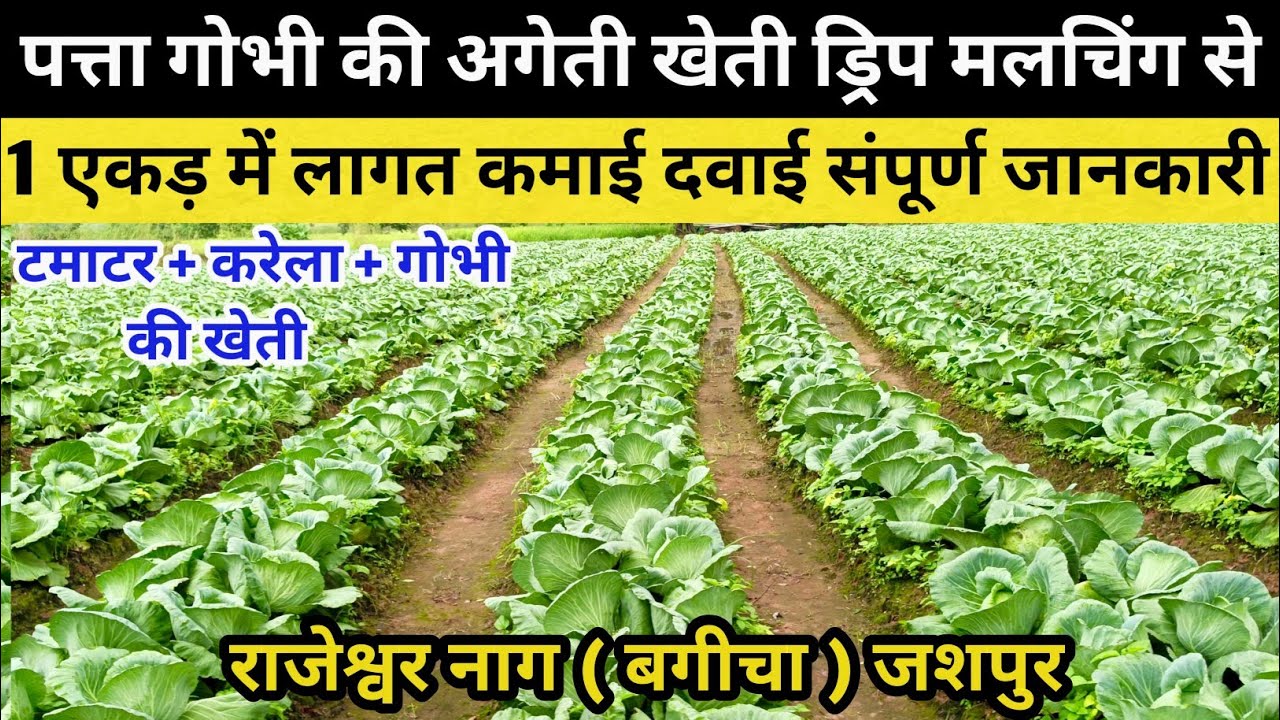 Patta Gobhi की अगेती खेती 1 एकड़ की लागत और कमाई दवाई का संपूर्ण जानकारी #पत्तागोभी #बगीचा #Bagicha 