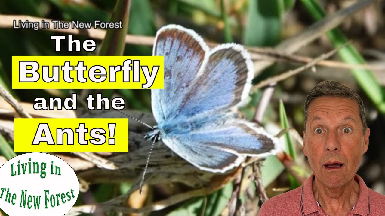 The Silver Studded Blue Butterfly and Ant Friendship Will Surprise You!