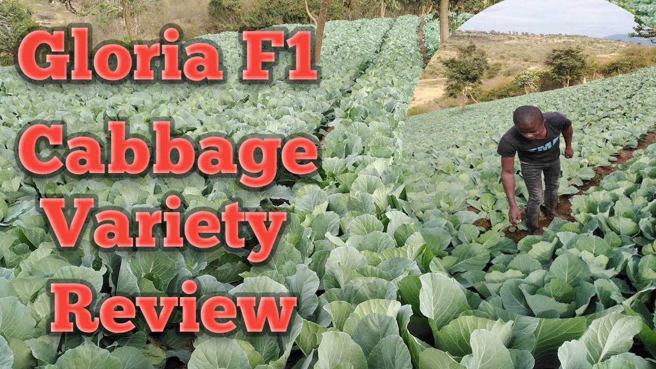 Обзор производительности Gloria F1 Cabbage