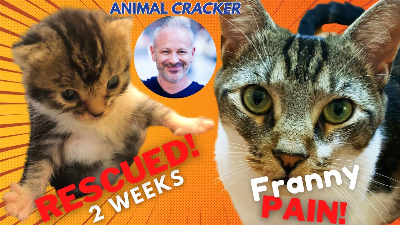 😿 RESCUE Cat in PAIN! ~ ANIMAL CRACKER to the RESCUE!