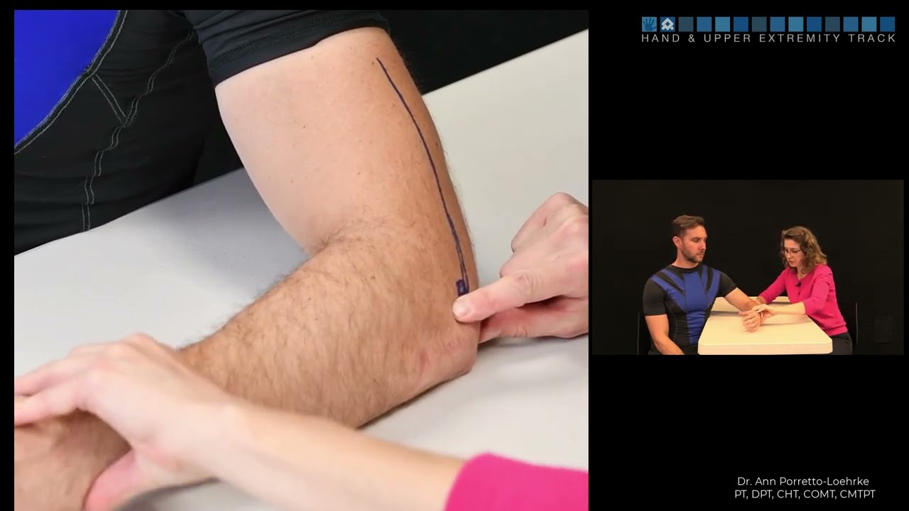 Bony Surface Anatomy   elbow