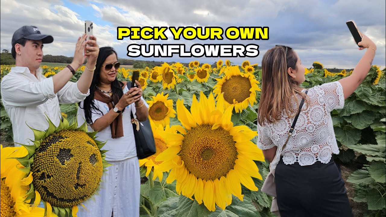 AMAZING! Pick Your Own Sunflowers Dunnstown