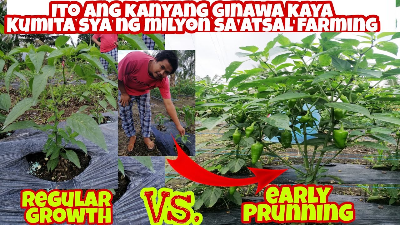 Atsal Farmer naging MILYONARYO dahil sa Kakaiba nyang Technique