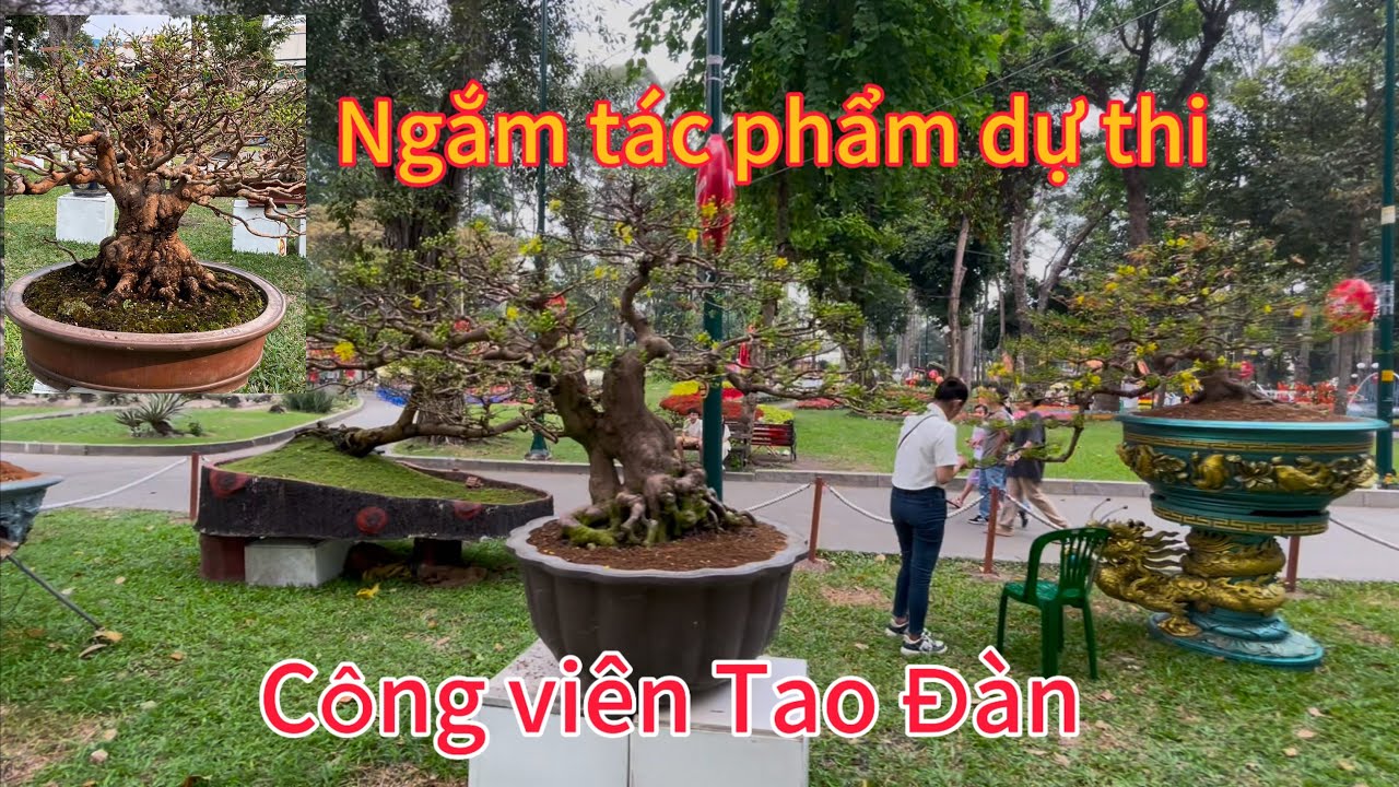 Ngắm dáng mai vàng bonsai dự thi,ngày 27  âl 2025 tại công viên Tao Đàn