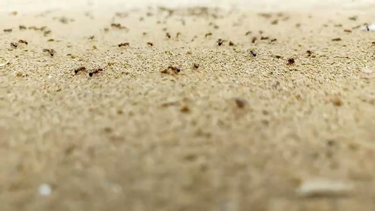 #shorts #youtuber #reel #viral #trend #nature #meme #bhfyp #hiphop #explorerpage #Instagram #insects
