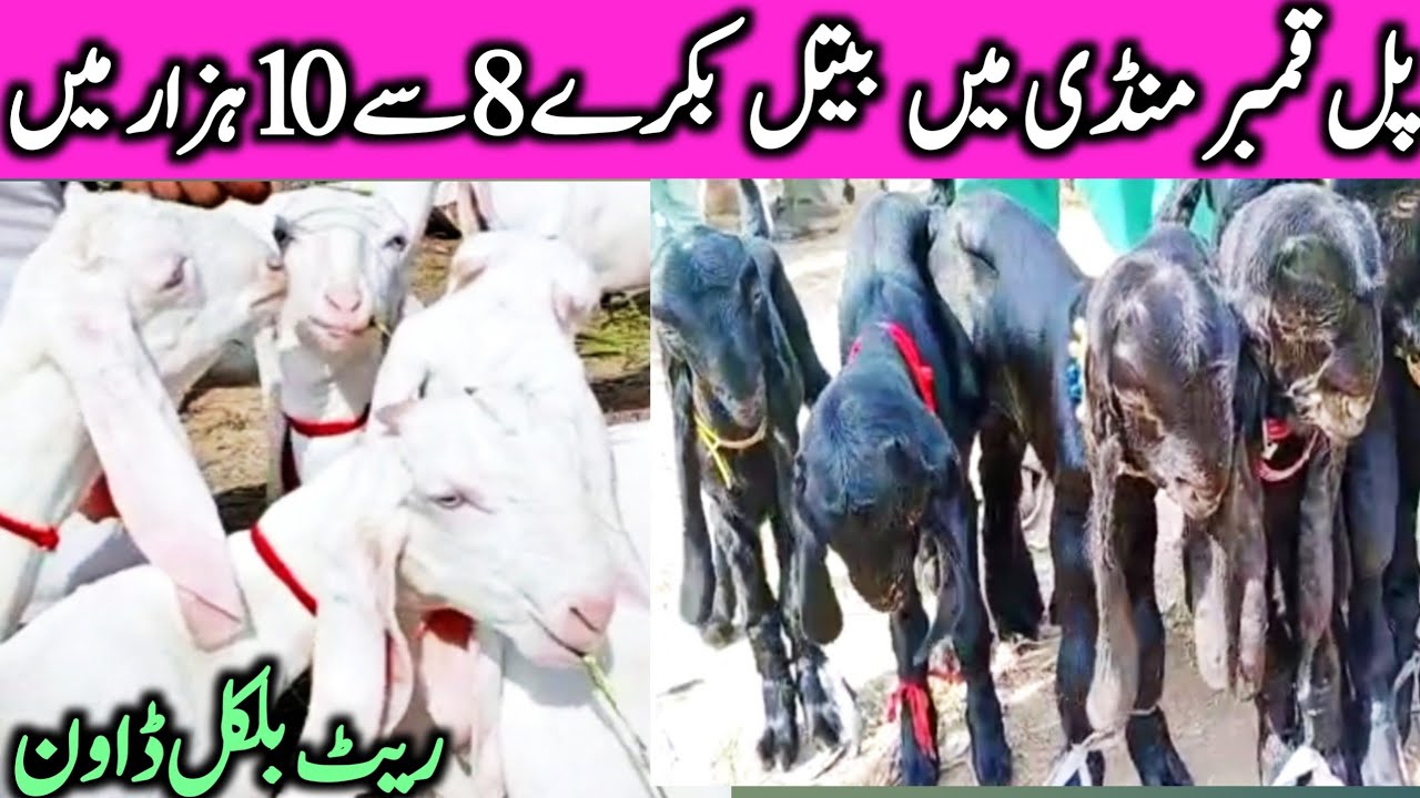 Rajinpuri Beetal Nukri Goats In Cheap Price Pul Qamber Goat Mandi || Global Village Farming