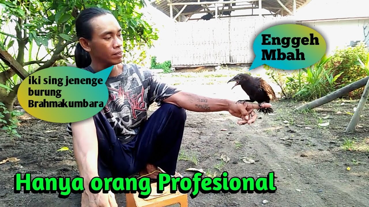 Kang pardi Si Pawang Burung Gagak bercula satu/ Burung BuBut Bersuara Mistis.