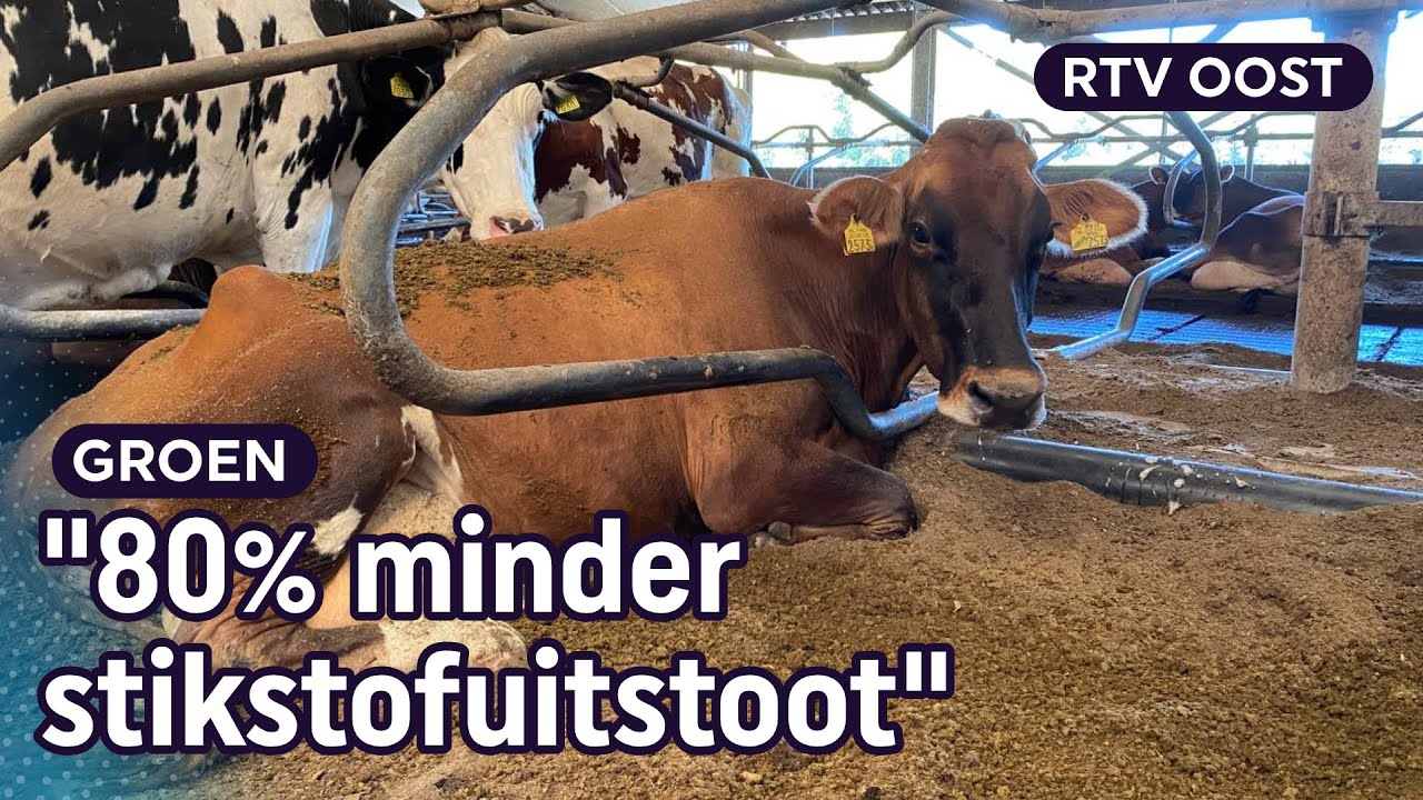 Stikstofkraker: Melkveehouder Gerjan gelooft in deze nieuwe techniek| RTV Oost