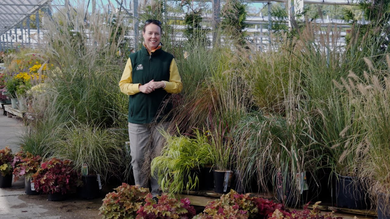 PETITTI A Guide to Perennial Ornamental Grasses | 10 Types to Grow