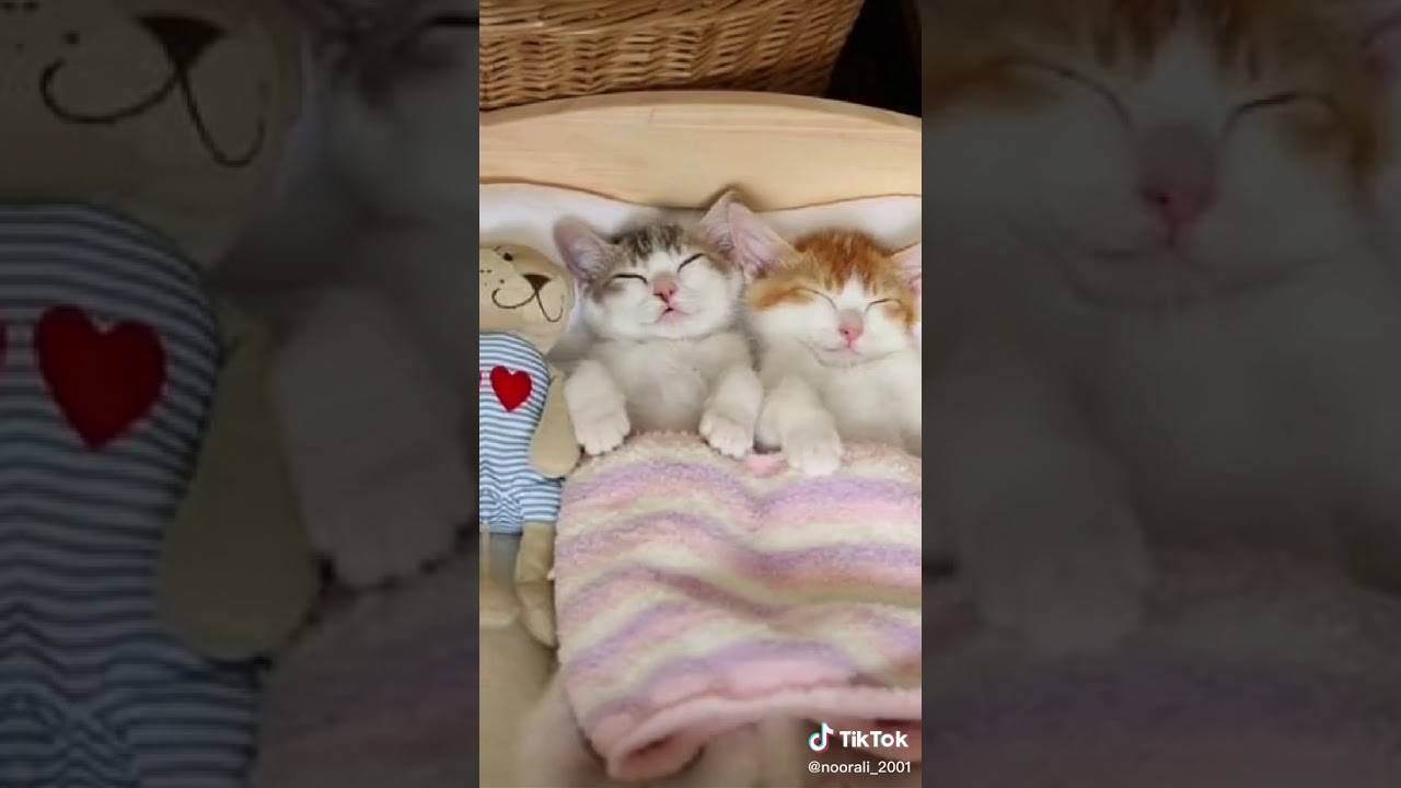 Tatlışlara gelsin layklar😻😻😻😻😻😻😻