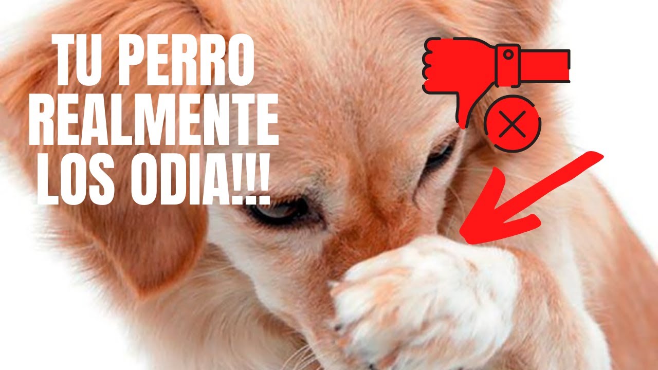 🐶🤢 7 OLORES Que Más ODIAN Los PERROS 👉 (Conócelos)