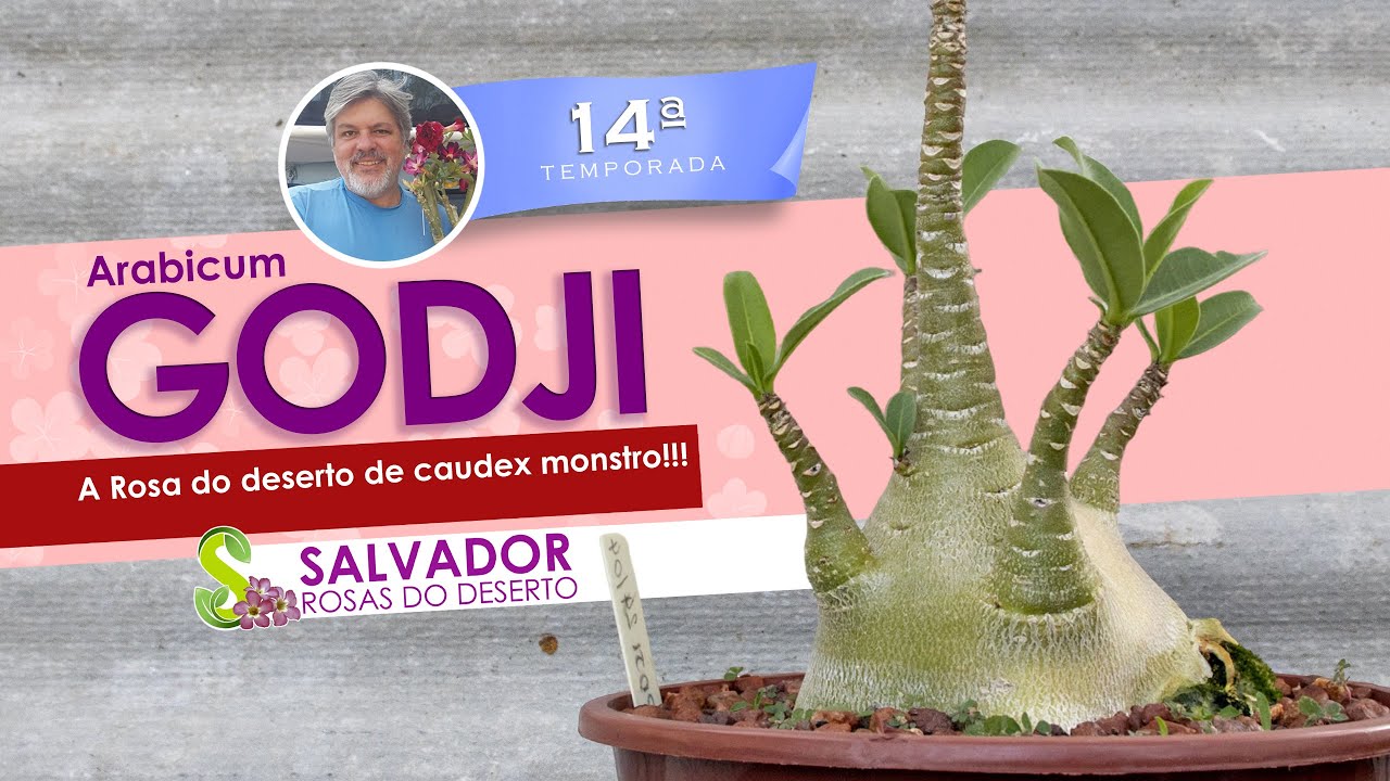 GODJI UMA ROSA DO DESERTO QUE TEM O CAUDEX MAIS MONSTRUOSO QUE EU CONHEÇO