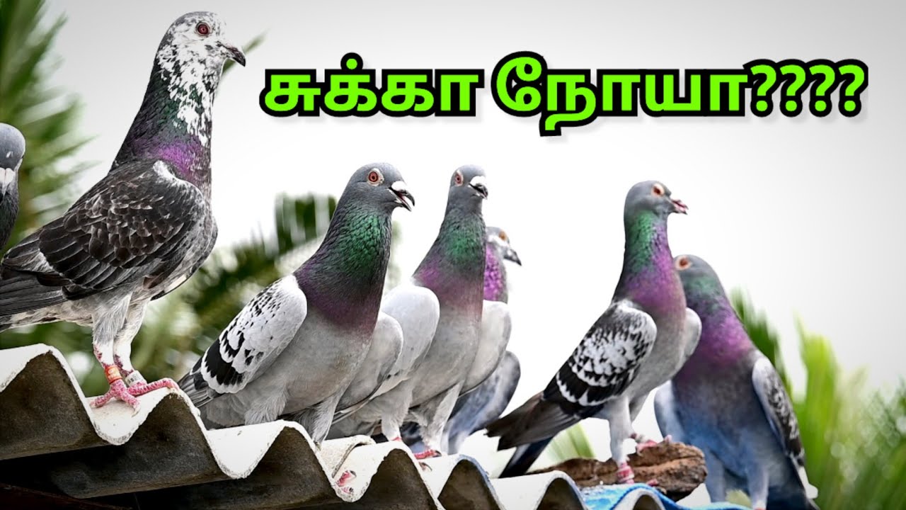 PIGEONS SUKKA DISEASE | புறாவுக்கு சுக்கா நோய் மருத்துவம்✅🕊️ #chennai #pigeon #birds