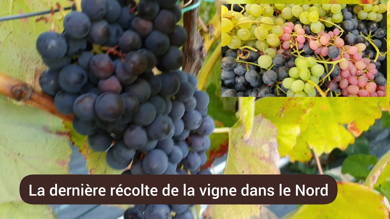 Cultiver la vigne dans le Nord de la France. 2025