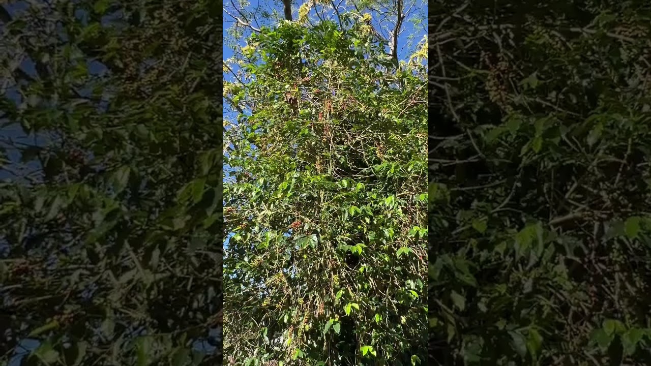 An old Typica tree in Balili , Mankayan , Benguet 