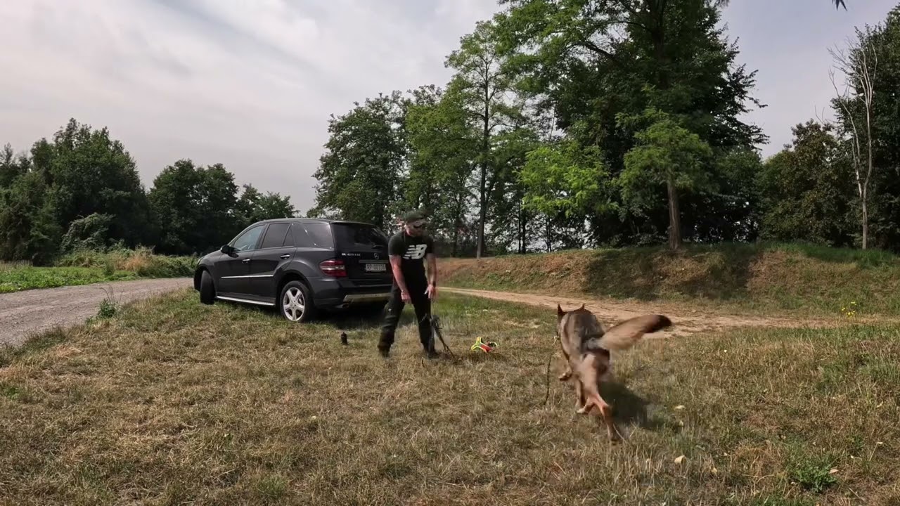 Tropienie użytkowe Mantrailing - Owczarek Niemiecki 18 miesięcy