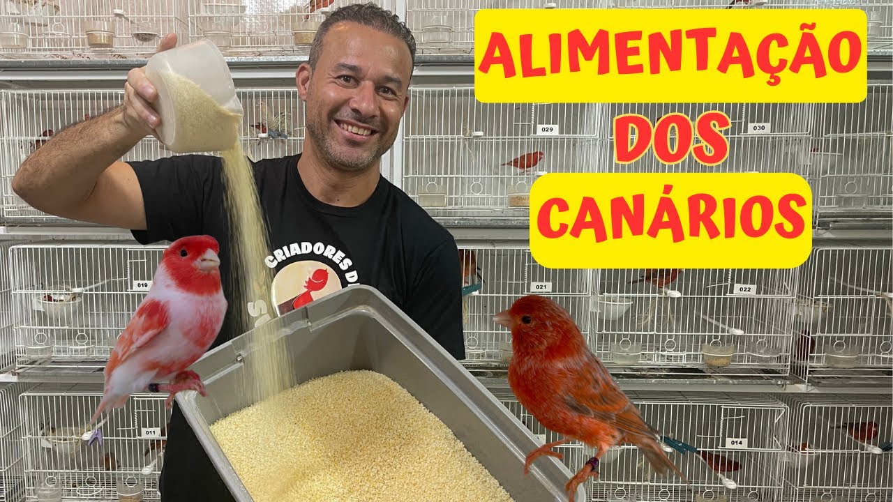Aula 49: ALIMENTAÇÃO dos CANÁRIOS no período de REPRODUÇÃO