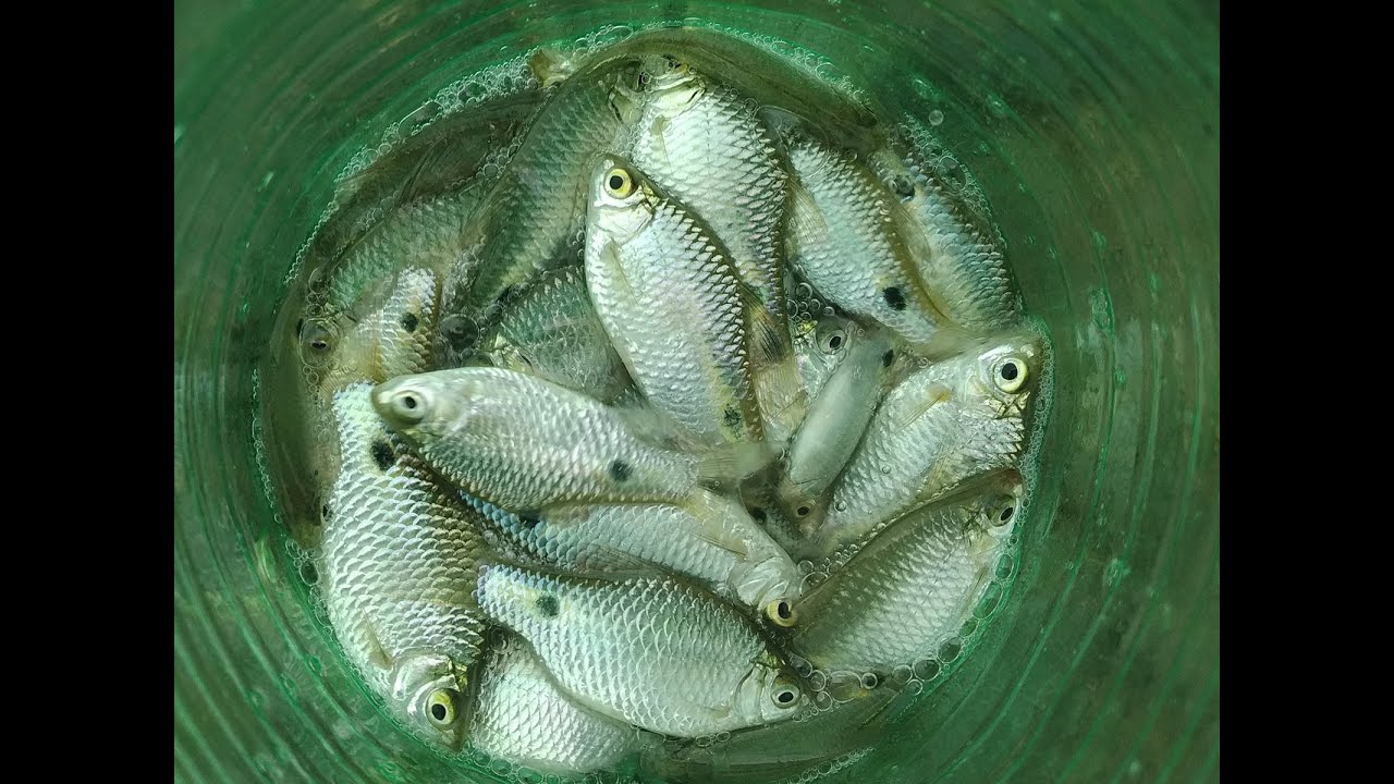৭ আপ বা কোক এর বোতল দিয়ে হাজার হাজার মাছ ধরুন  Fish catching video with bottle