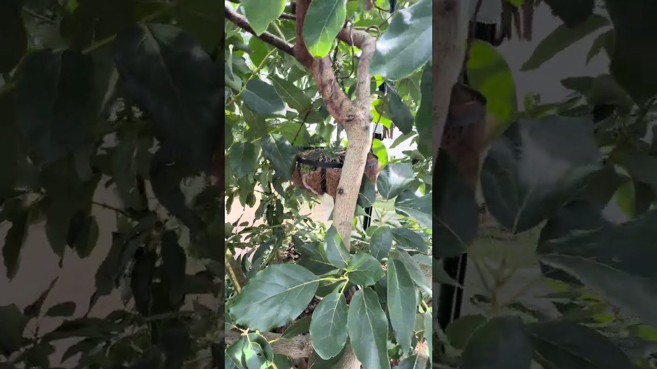 Jacksonville fl avocados in the cold