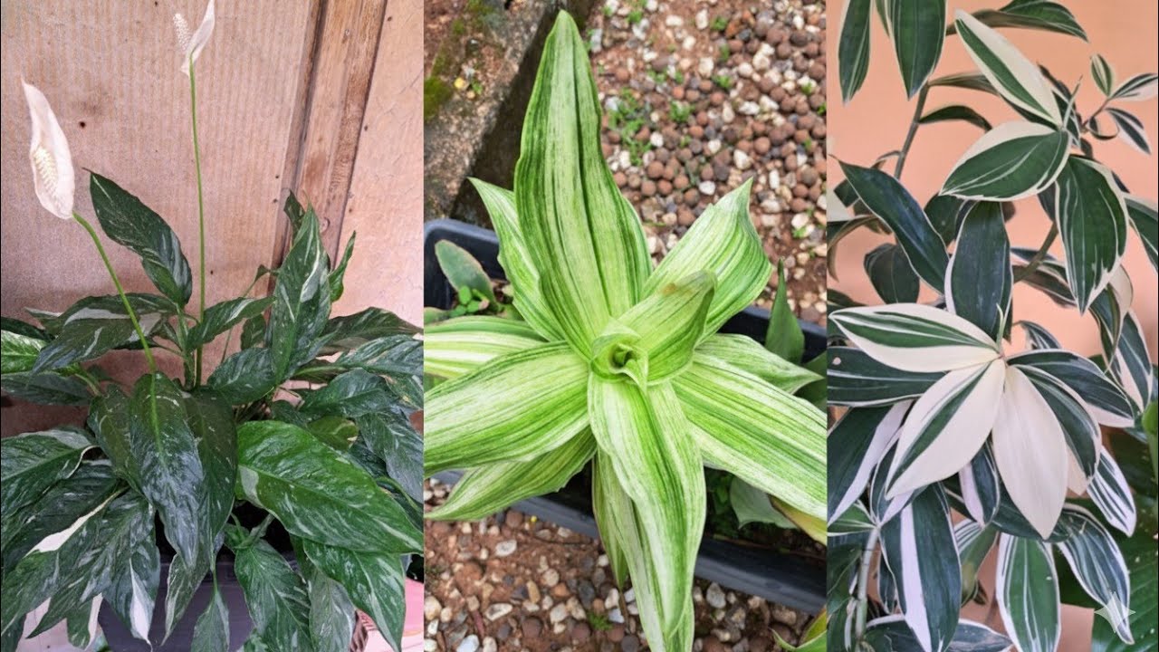 Plantas variegatas charmosas para vasos ou jardim🌿