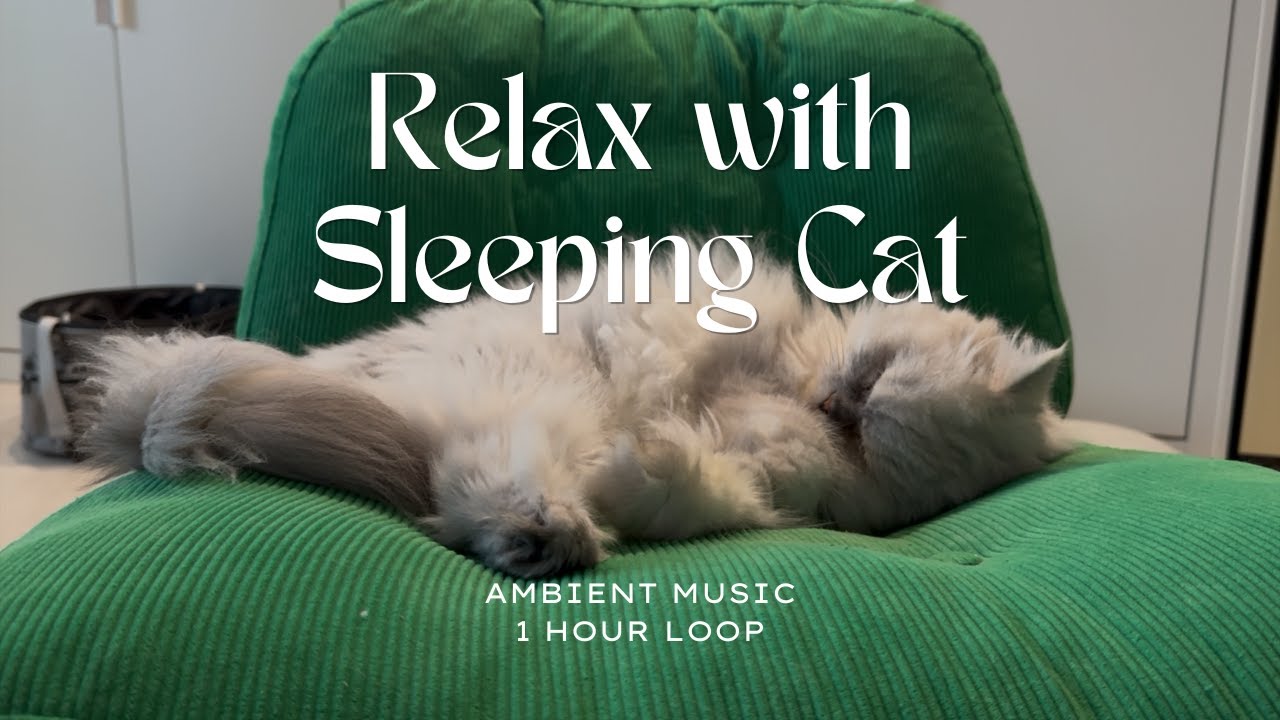 Unwind & Rest – 1 Hour Sleeping Cat | Ambient Music