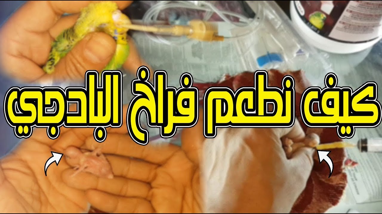 قبل أن تبدأ رحلة إطعام فراخ البادجي وطيور الحب هذا ماوجب عليك فعله/ إنتبه