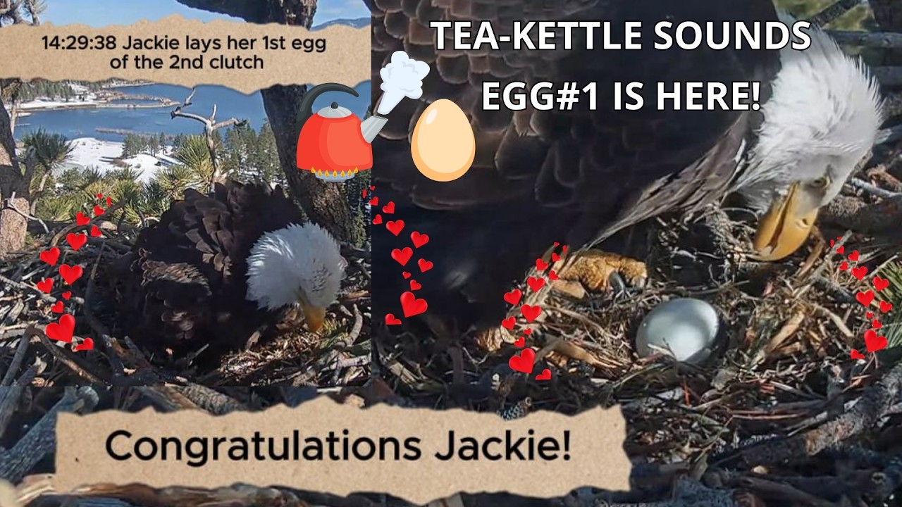 Hooray!🎉🥳 Jackie Lays Egg#1 of The 2nd Clutch! 🥚🦅🥰 TEA KETTLE SOUNDS🫖2026-02-24 Big Bear Bald Eagles