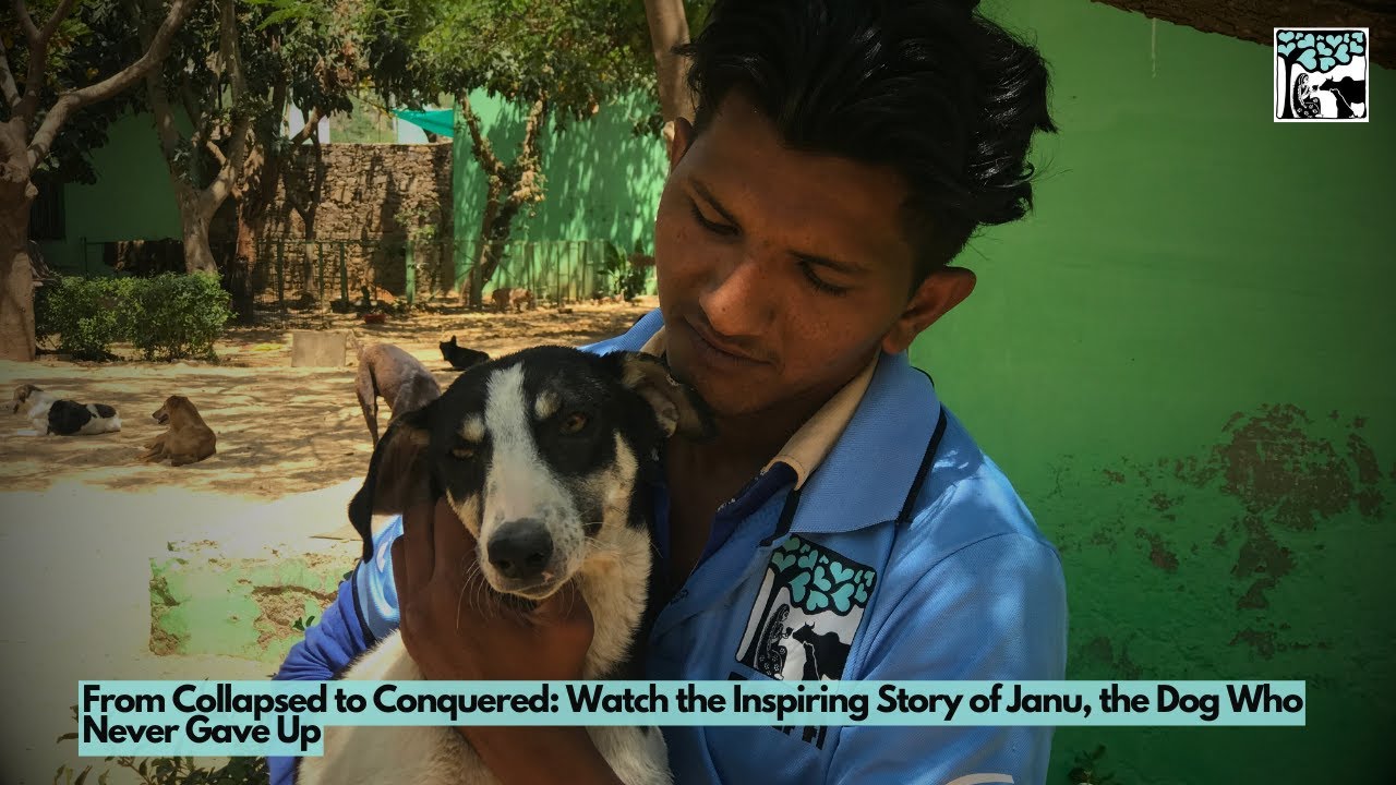 From Collapsed to Conquered: Watch the Inspiring Story of Janu, the Dog Who Never Gave Up