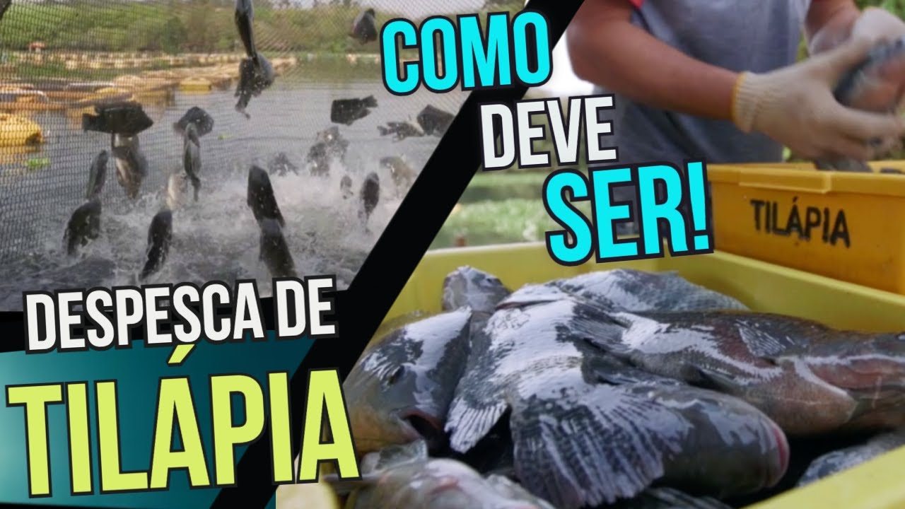Despesca de TILÁPIA: BONITO de se VER!
