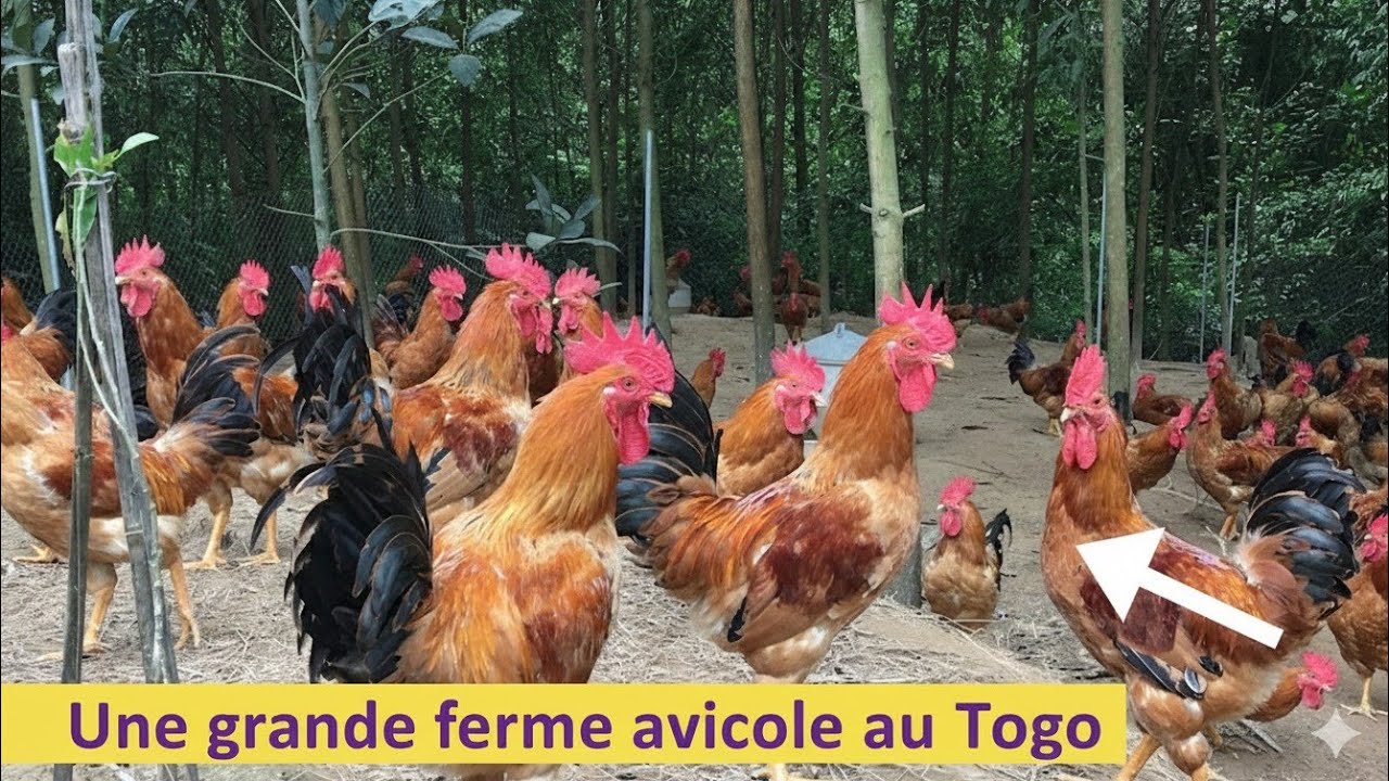 Cet jeune togolais gagne sa vie grâce à son éleva......