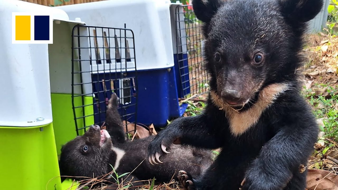 Moon bear cubs rescued in Laos