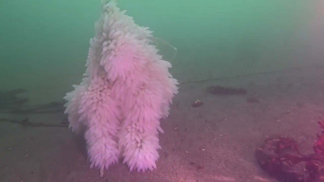 Market squid eggs after rebreather class!