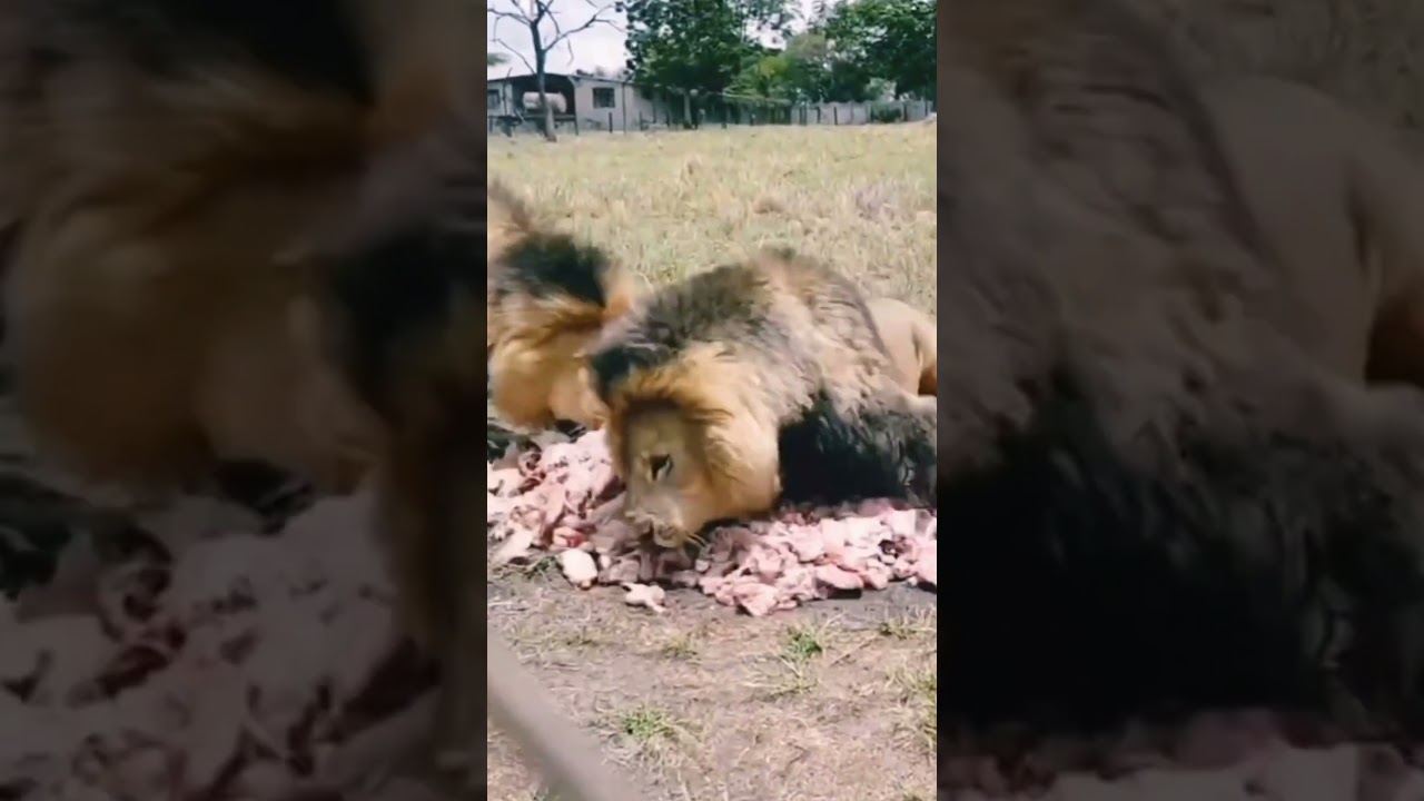 #lions